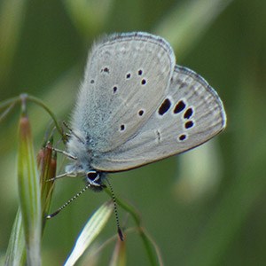 Black-eyed Blue - Glaucopsyche melanops © John Muddeman